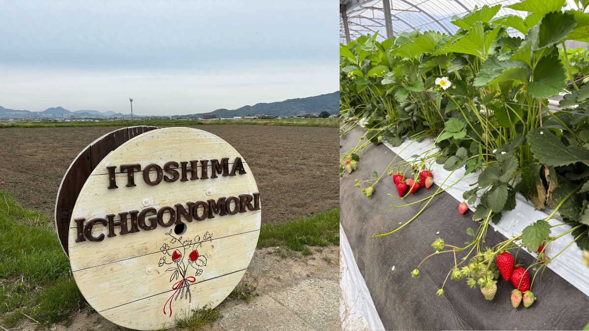 糸島いちごの森の看板とハウス内のいちごの様子